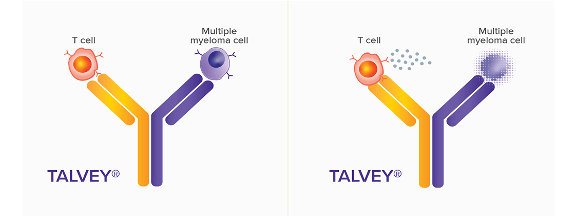 TALVEY® attaching to the GPRC5D protein on a multiple myeloma cell and the CD3 protein on a T cell, graphic