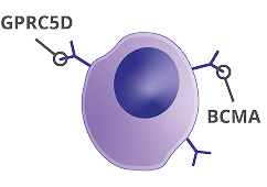 Multiple myeloma cell with proteins GPRC5D and BCMA identified, graphic