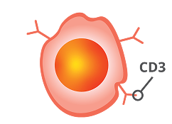 T-cell with protein CD3 identified, graphic